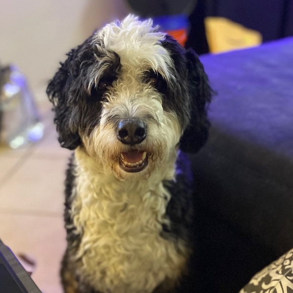 Meet your Posher, Austin - Picture 1 of 1